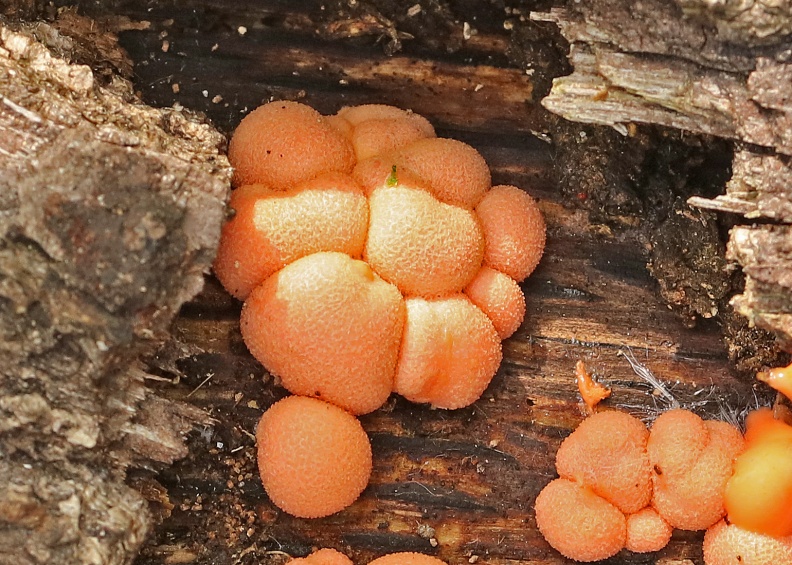 28.05.2018 On fallen oak trunk 150A8978 ++++ Lycogalla terrestris BC 280518.jpg